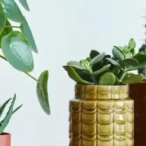 Kültéri növények